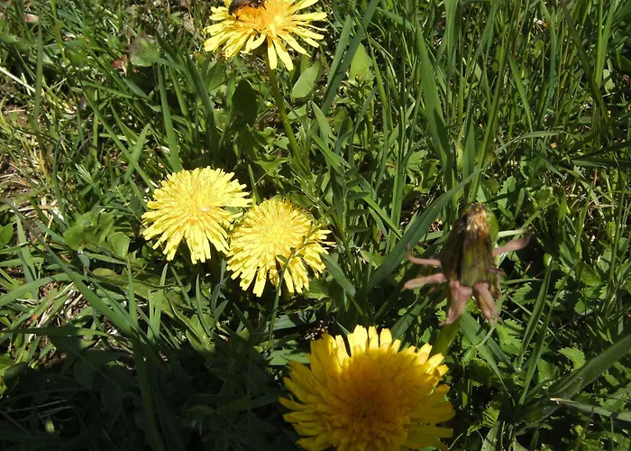 Rettenegger Apartamento *